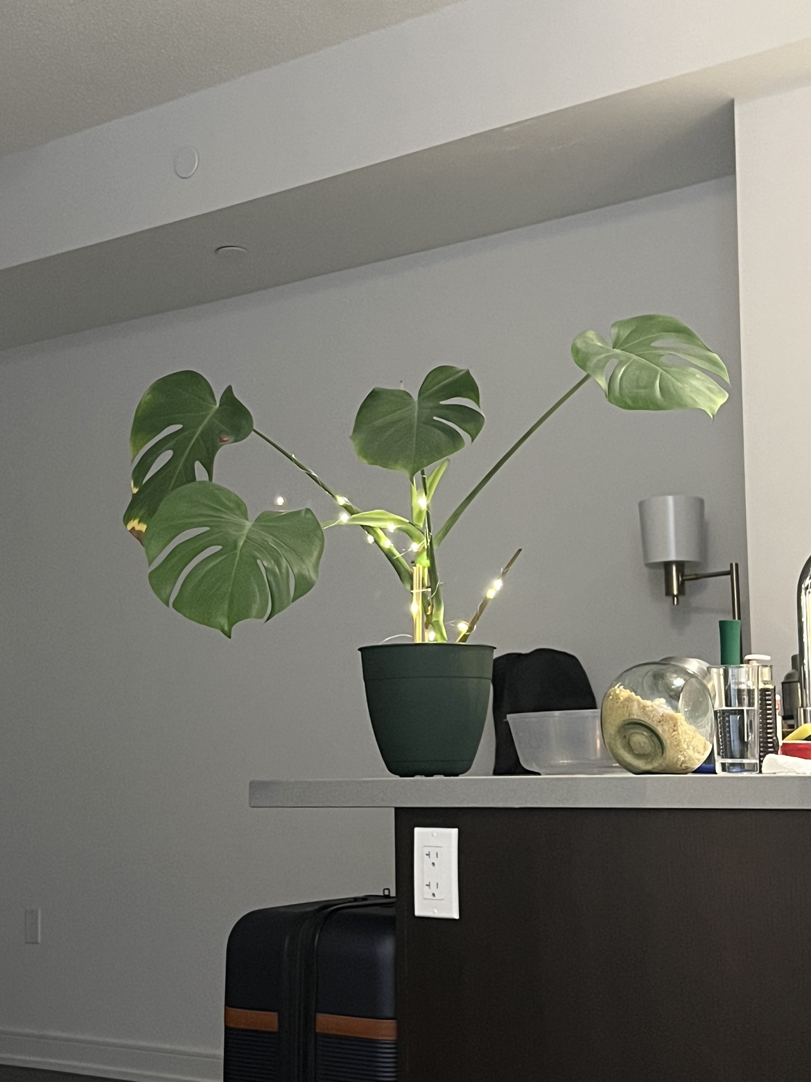 Monstera deliciosa plant with healthy leaves image indicator(5)