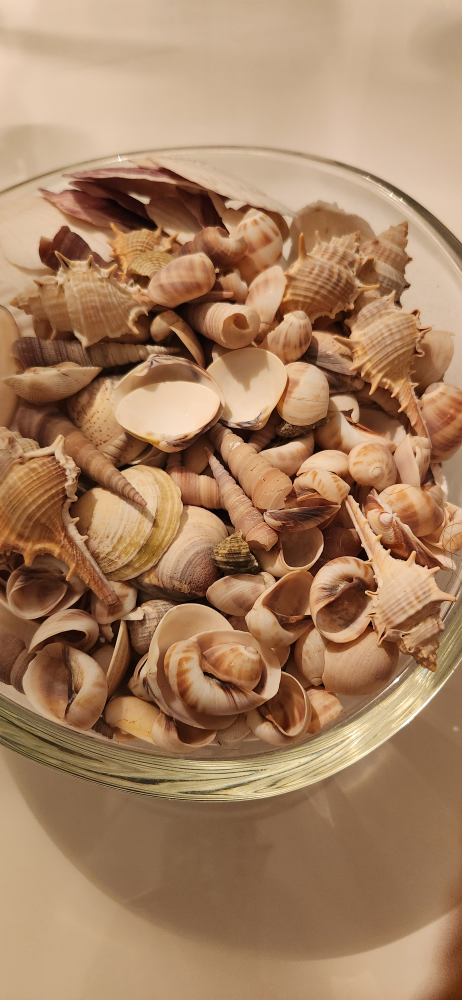 seashell, bowl not included