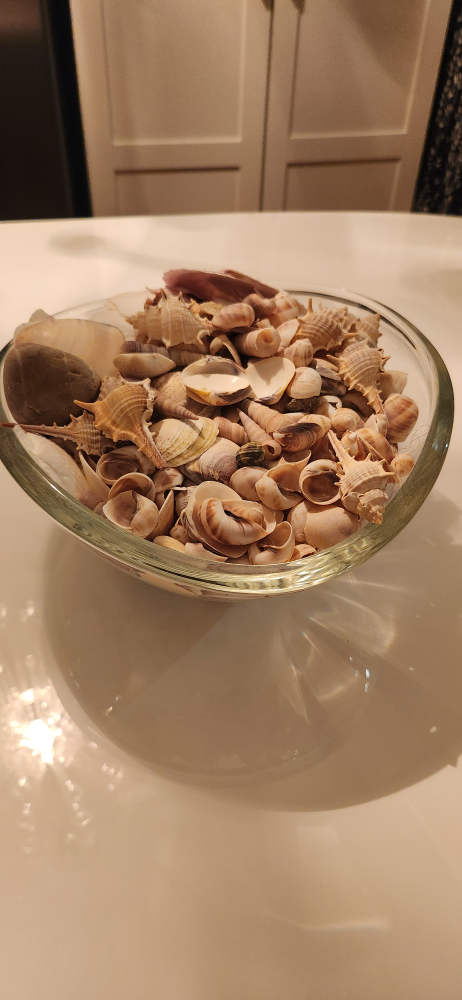 seashell, bowl not included - photo 2