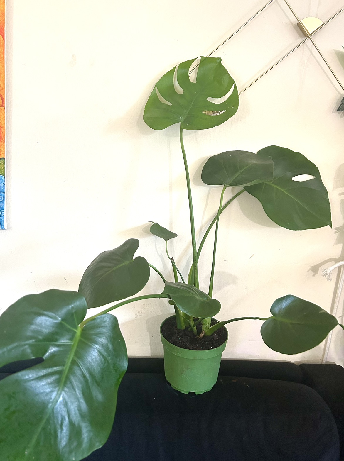Monstera Deliciosa thumbnail