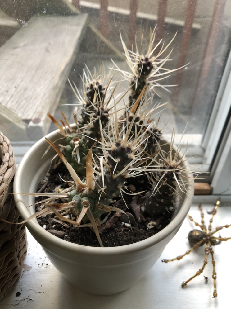 Free plants #freecycle because I’m moving to 🇩🇪 - photo 3