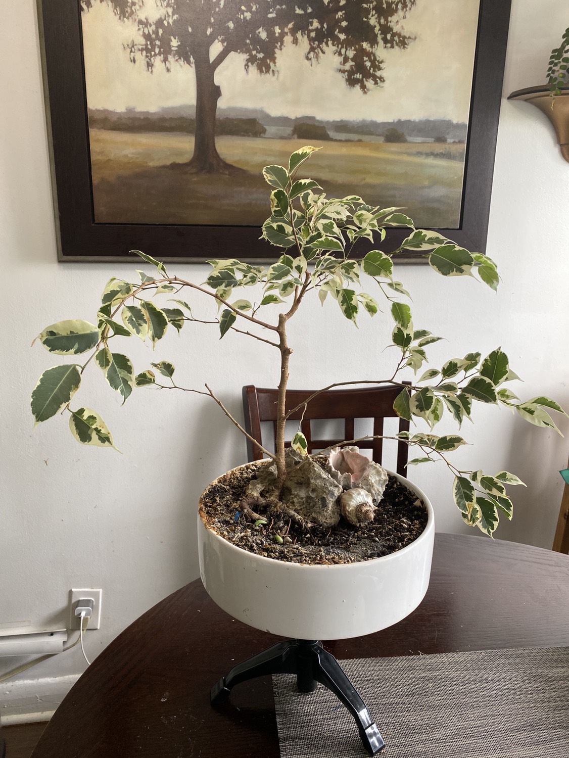 Ficus white