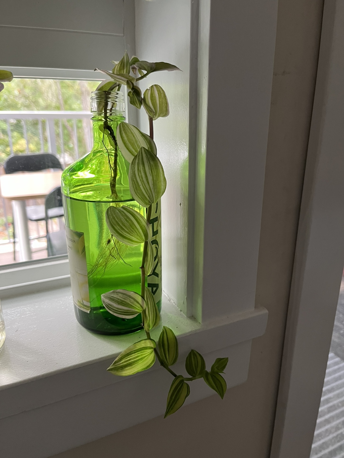 vine plant in a green bottle thumbnail