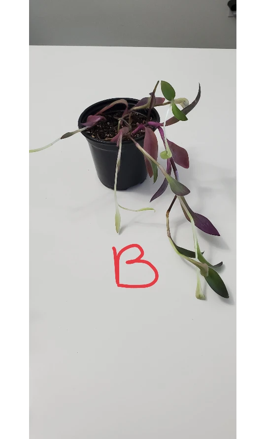 Purple Plants image indicator(4)