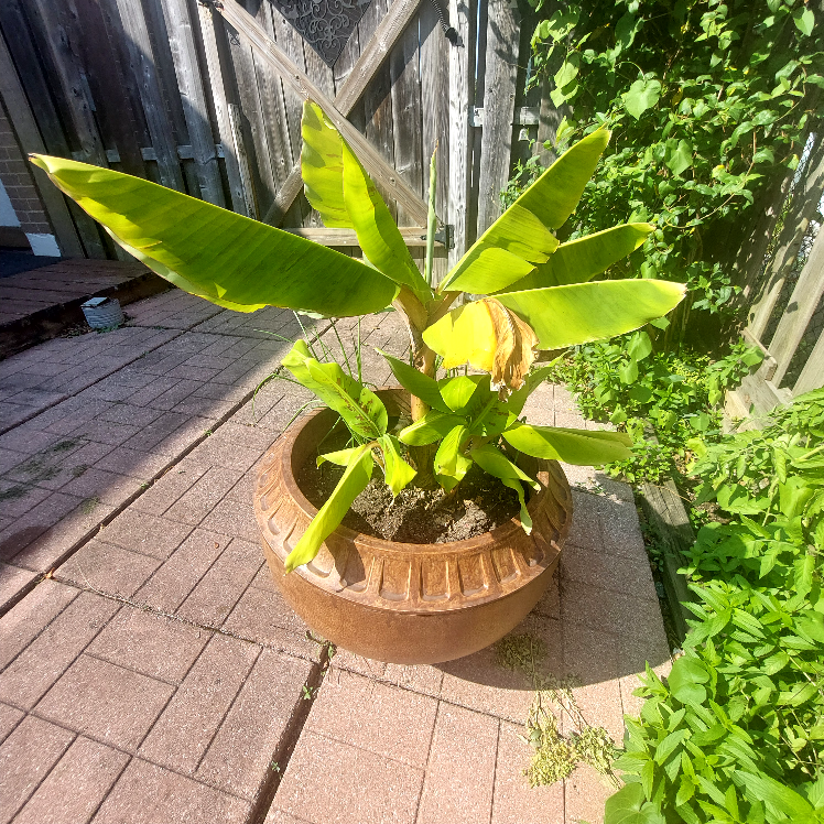 Banana plant with big vase pot #Freecycle thumbnail