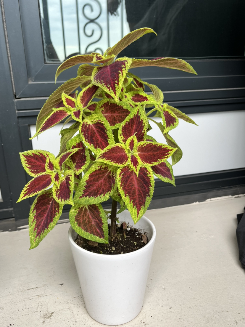 Coleus Plant in a White Ceramic Pot thumbnail