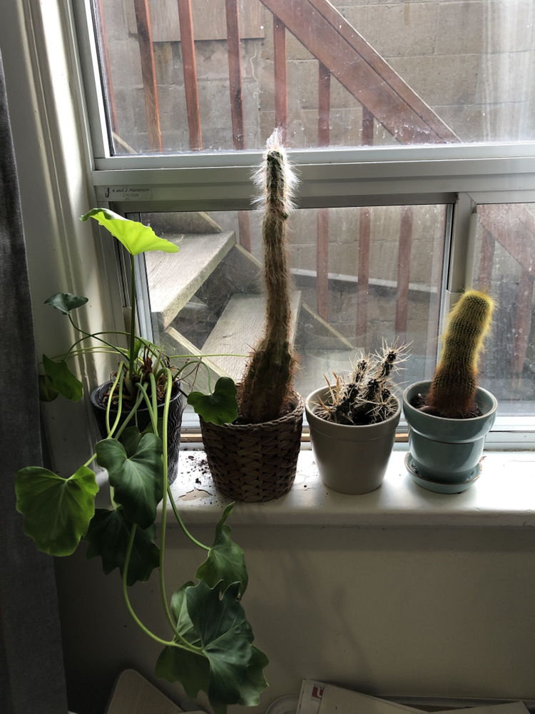 Free plants #freecycle because I’m moving to 🇩🇪