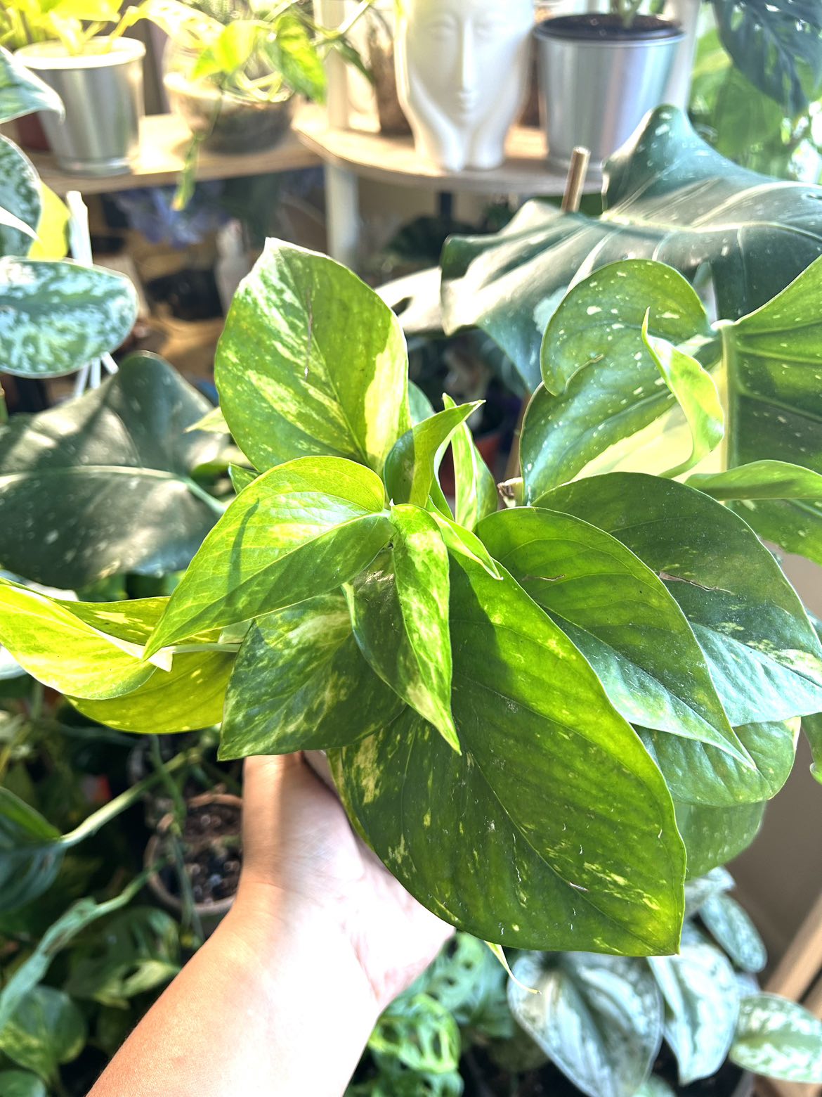 Golden Pothos 🦃 thumbnail