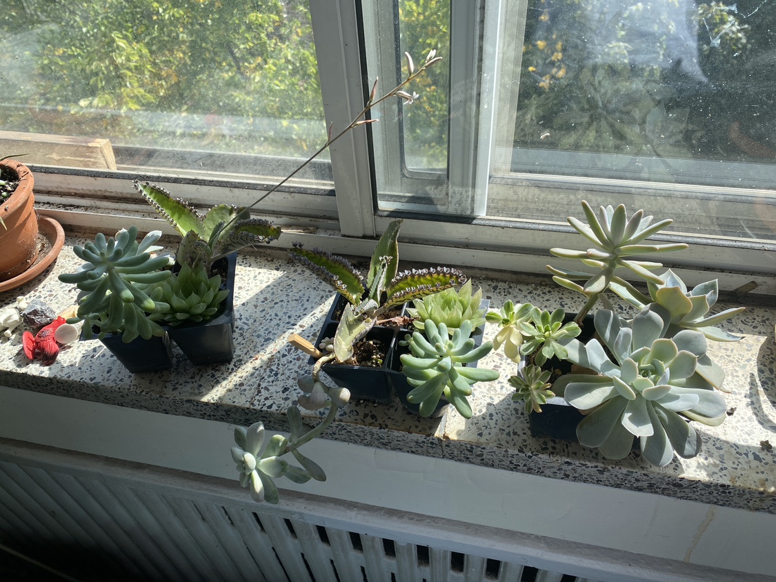 Succulents 5 each