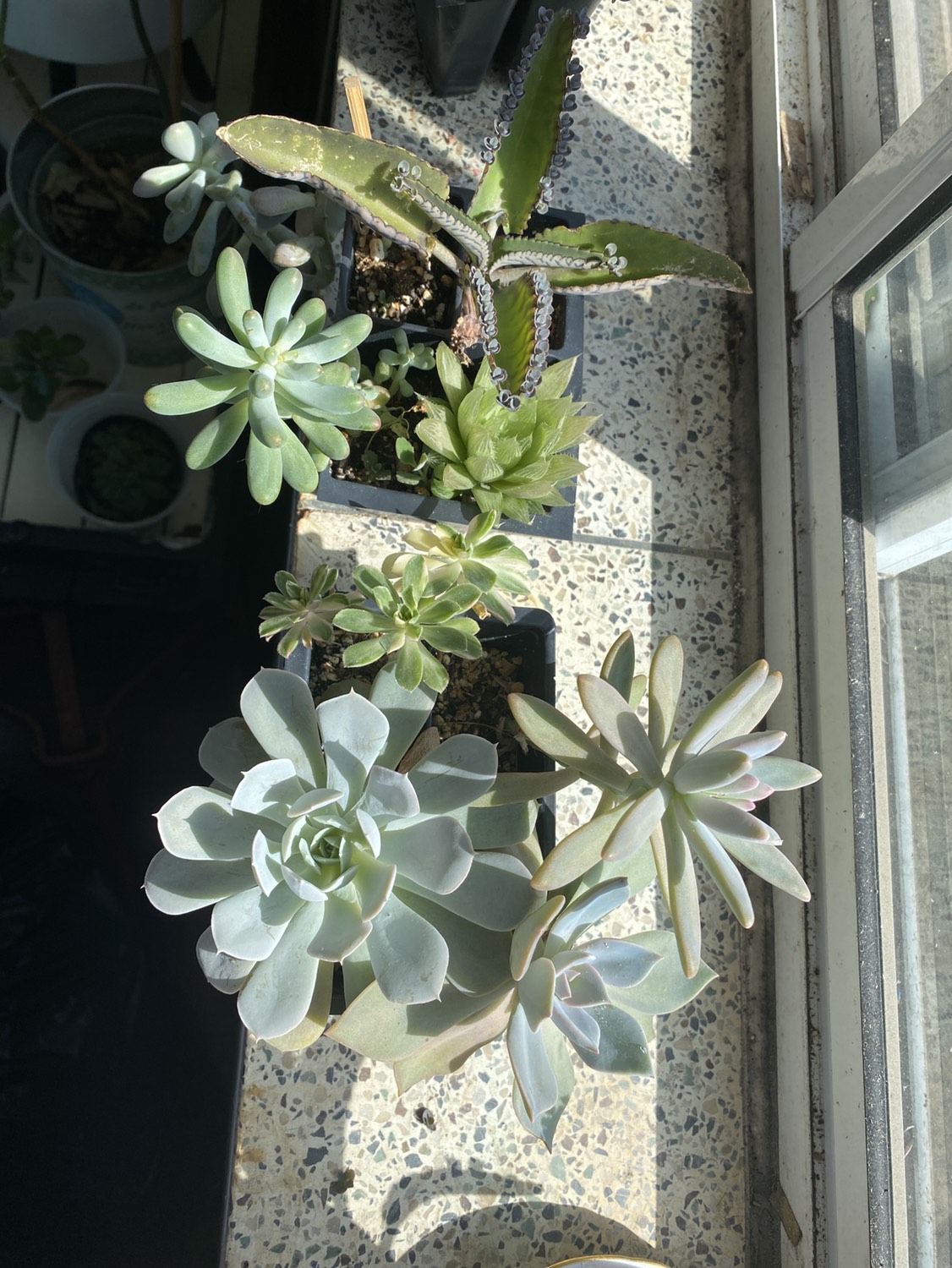 Succulents 5 each - photo 2