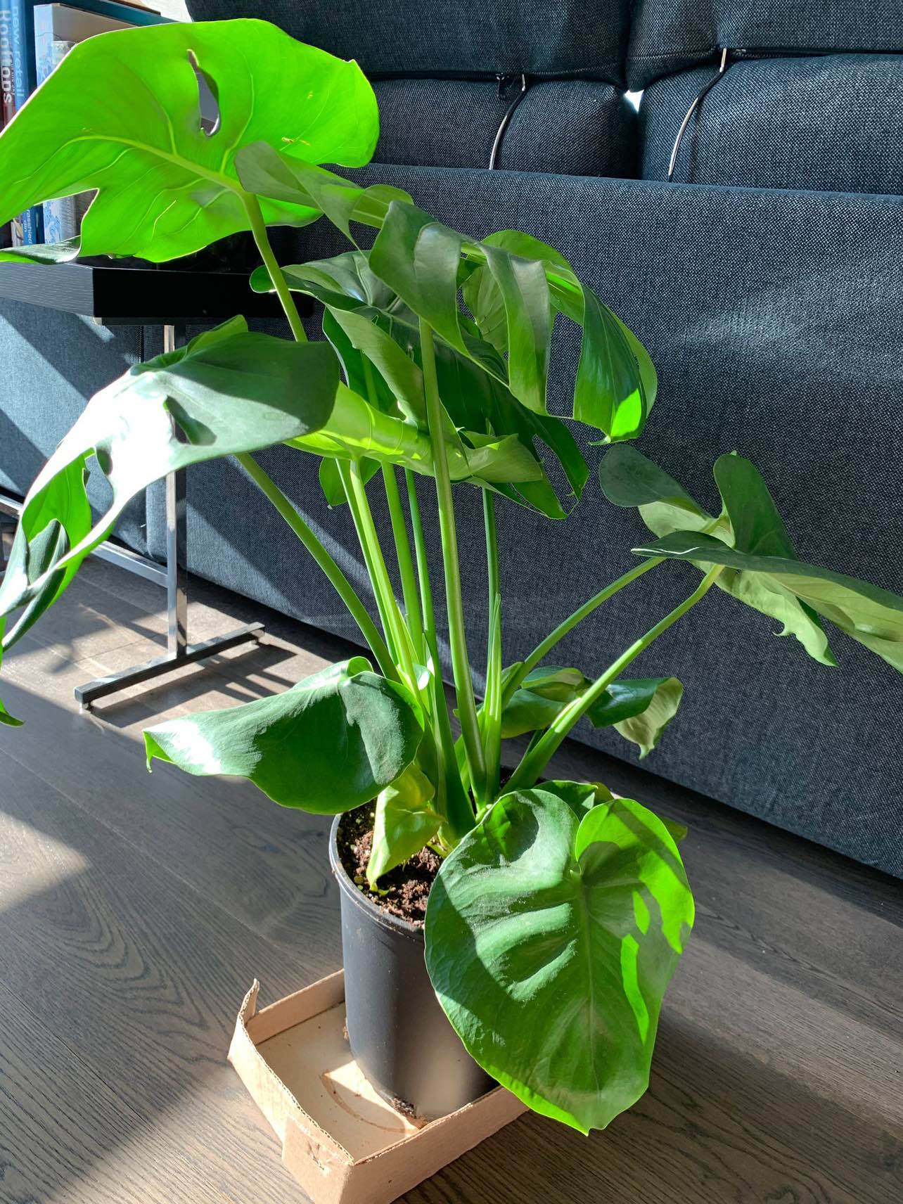Monstera plant