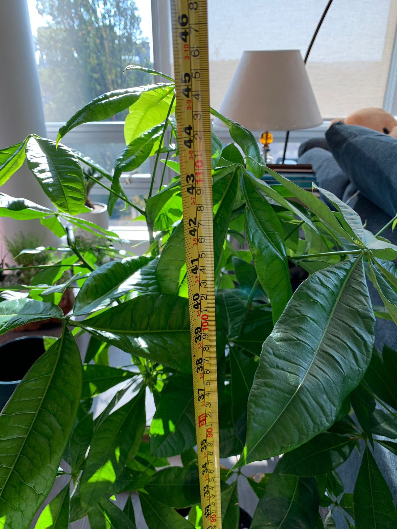 Money tree in 10” plastic pot - photo 3