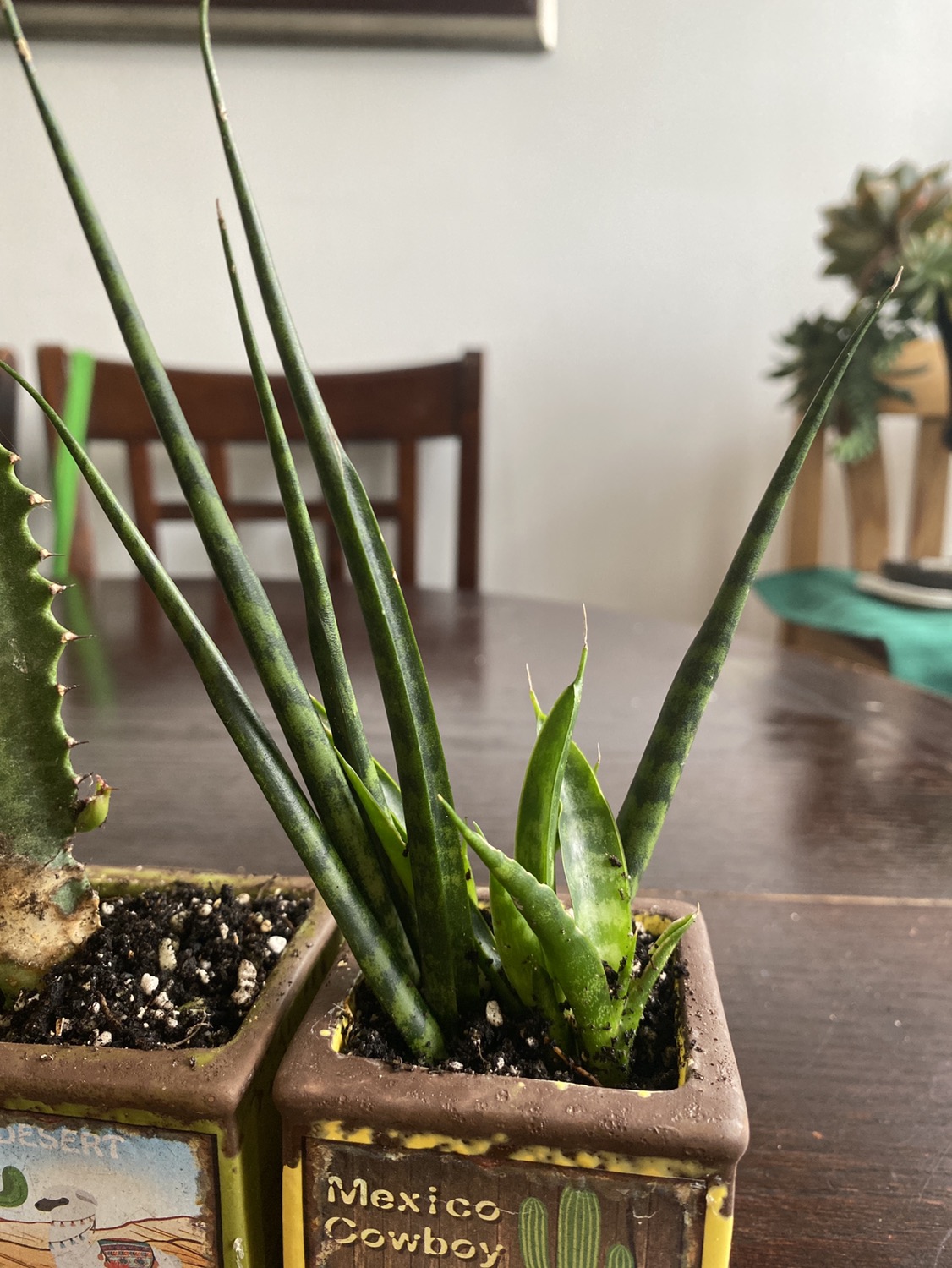 Sale Set of plants - photo 5