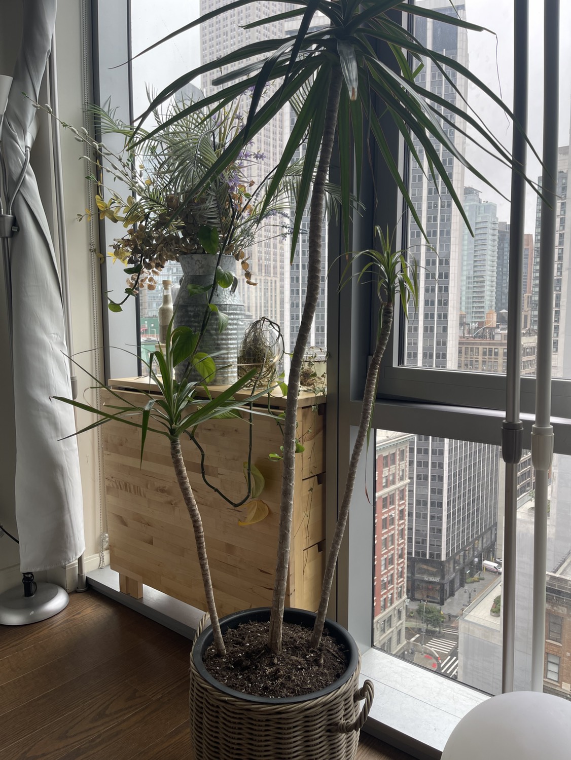 Dracaena Large Dragon Tree - photo 4