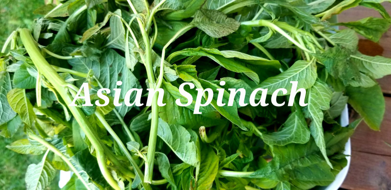 Organic farm vegetables, Farm honey image indicator(6)