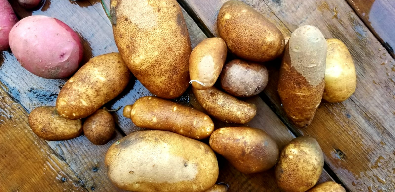 Organic farm vegetables, Farm honey image indicator(8)