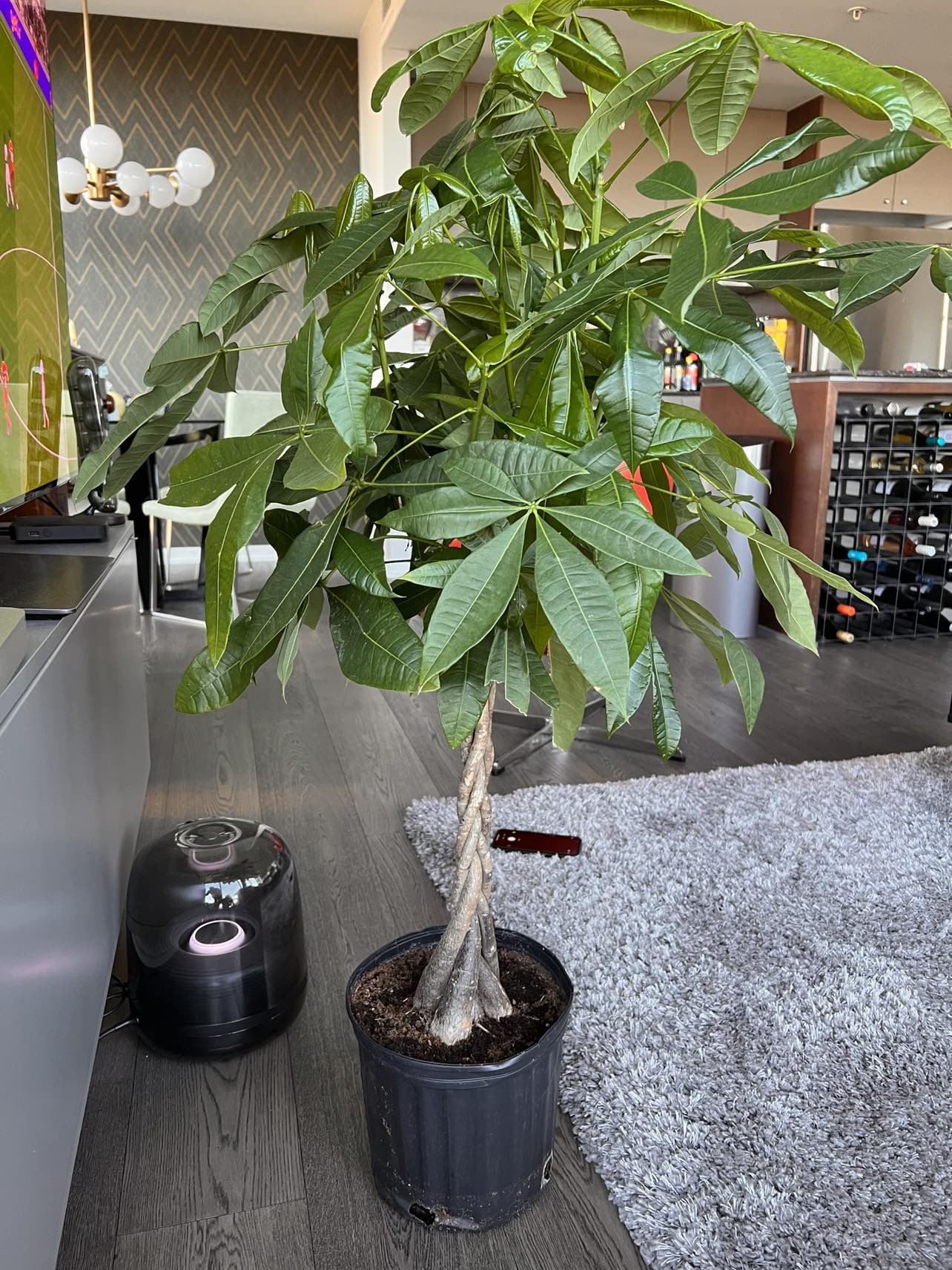 Money tree in 10” plastic pot - photo 4
