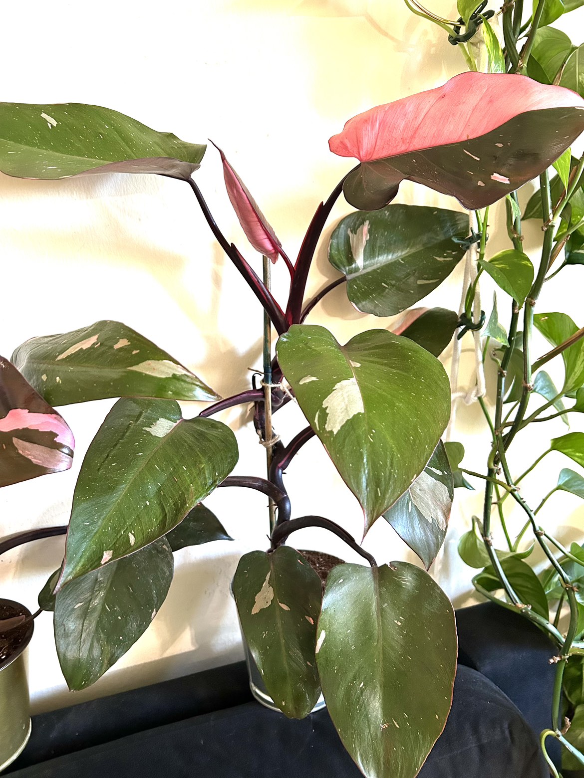 Philodendron Pink Princess (2ft tall) thumbnail