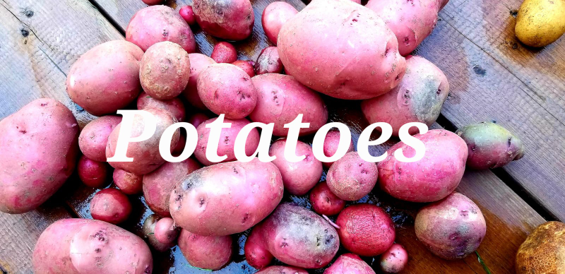 Organic farm vegetables, Farm honey image indicator(4)