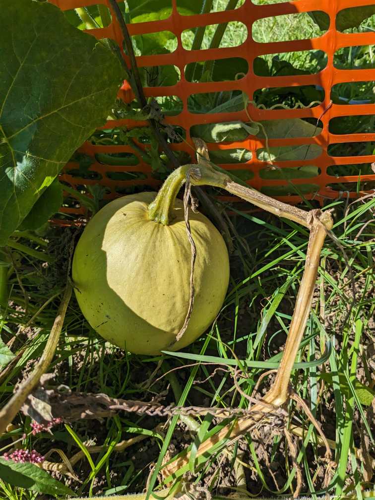 Organic farm vegetables, Farm honey image indicator(9)