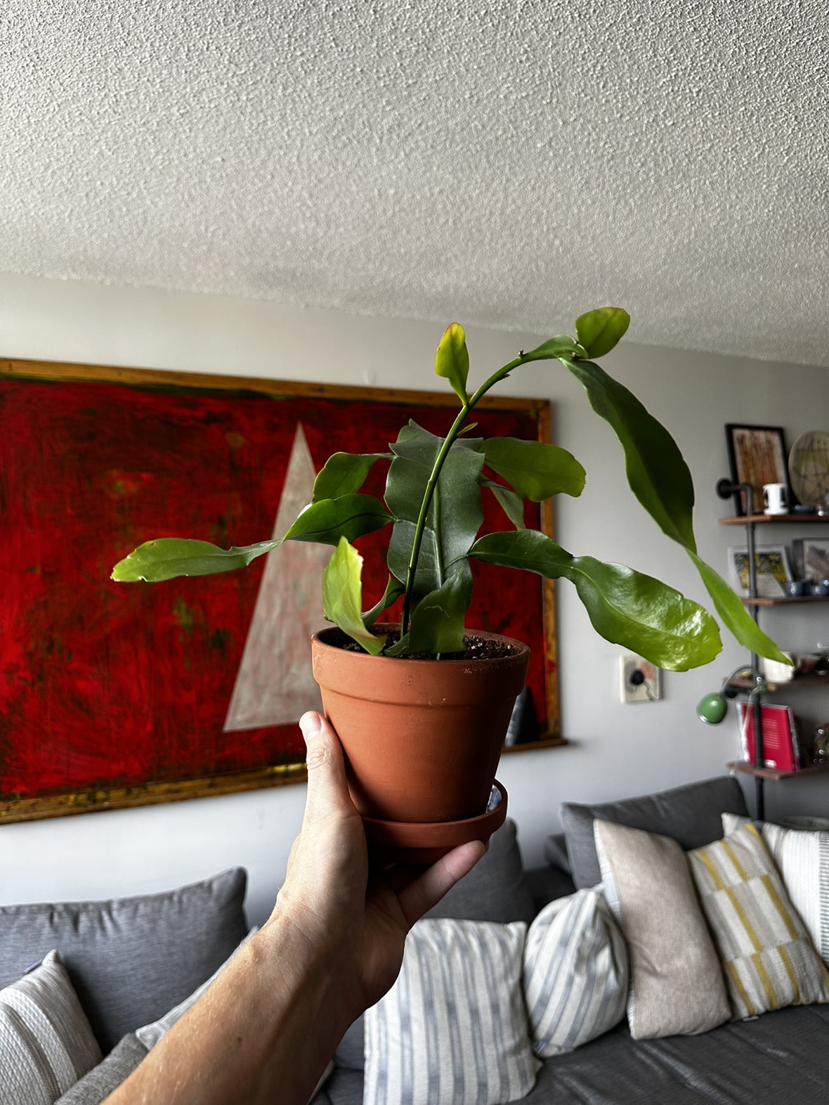 House plant