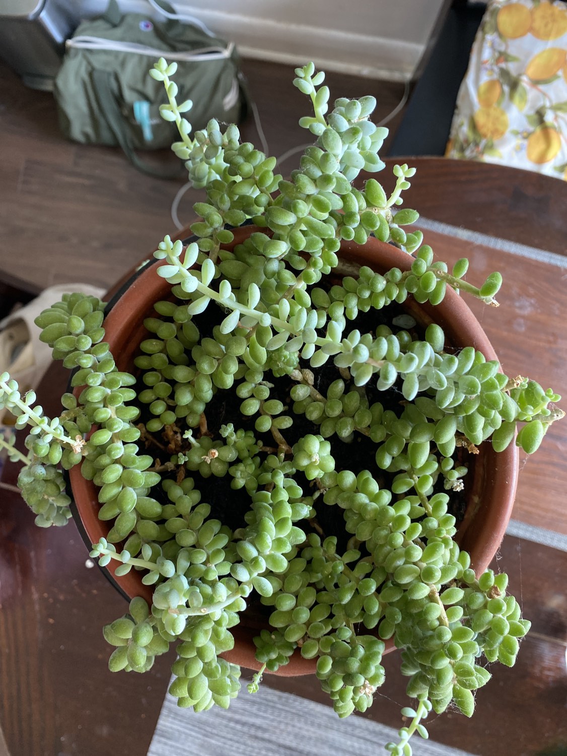 Burrows tail plant - photo 2