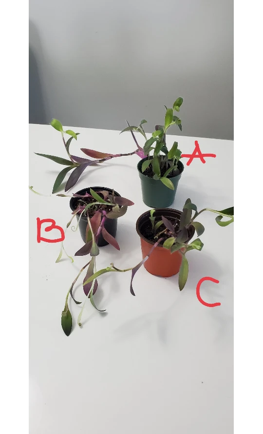 Purple Plants image indicator(2)