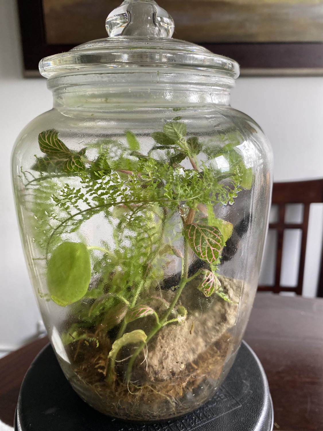 Terrarium
