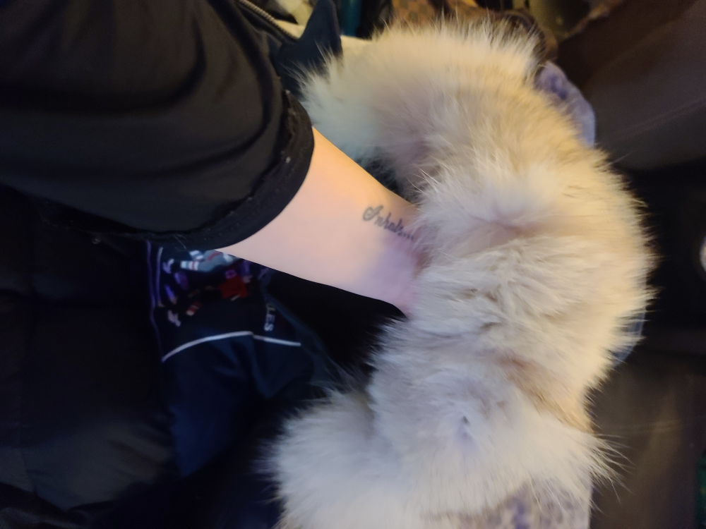 MOOSE KNUCKLE BOMBER JACKET image indicator(3)