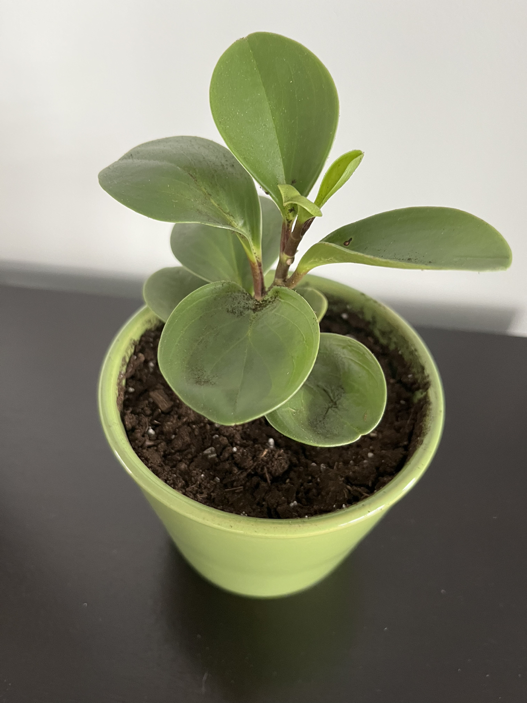 Baby rubber plant in pot thumbnail