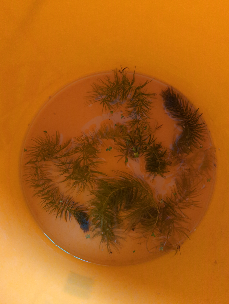 Hornwort Aquarium Plant - photo 3
