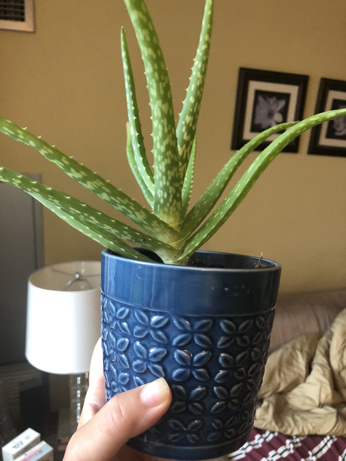 Big fat aloe Vera plant with blue pot image indicator(2)