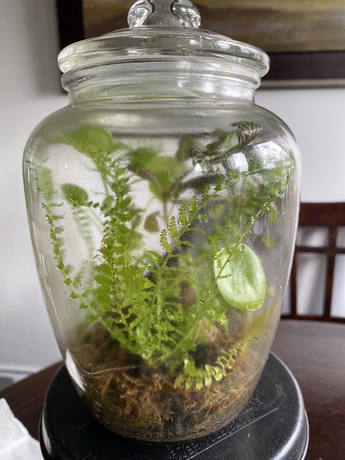 Terrarium - photo 2