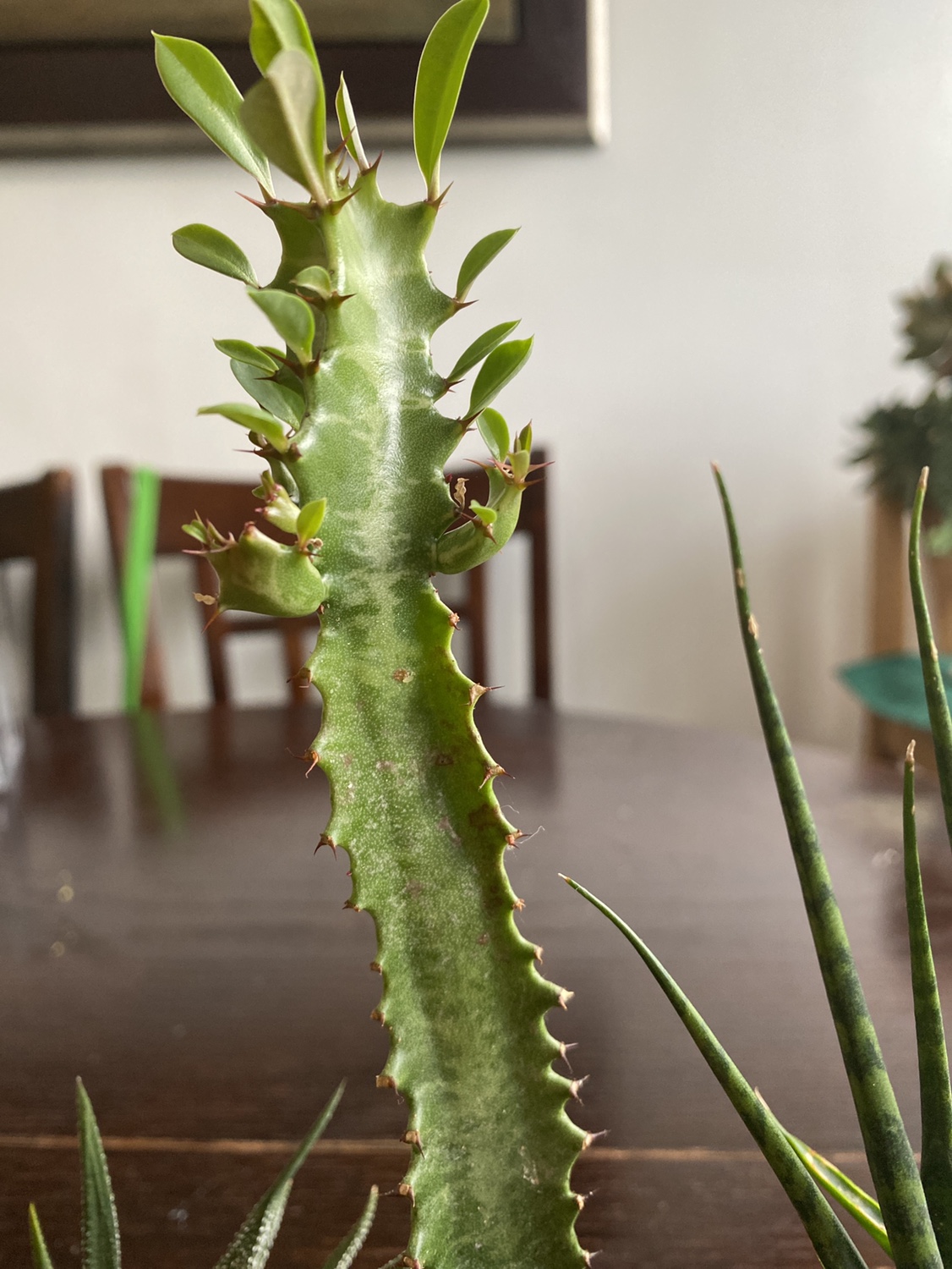Sale Set of plants - photo 4