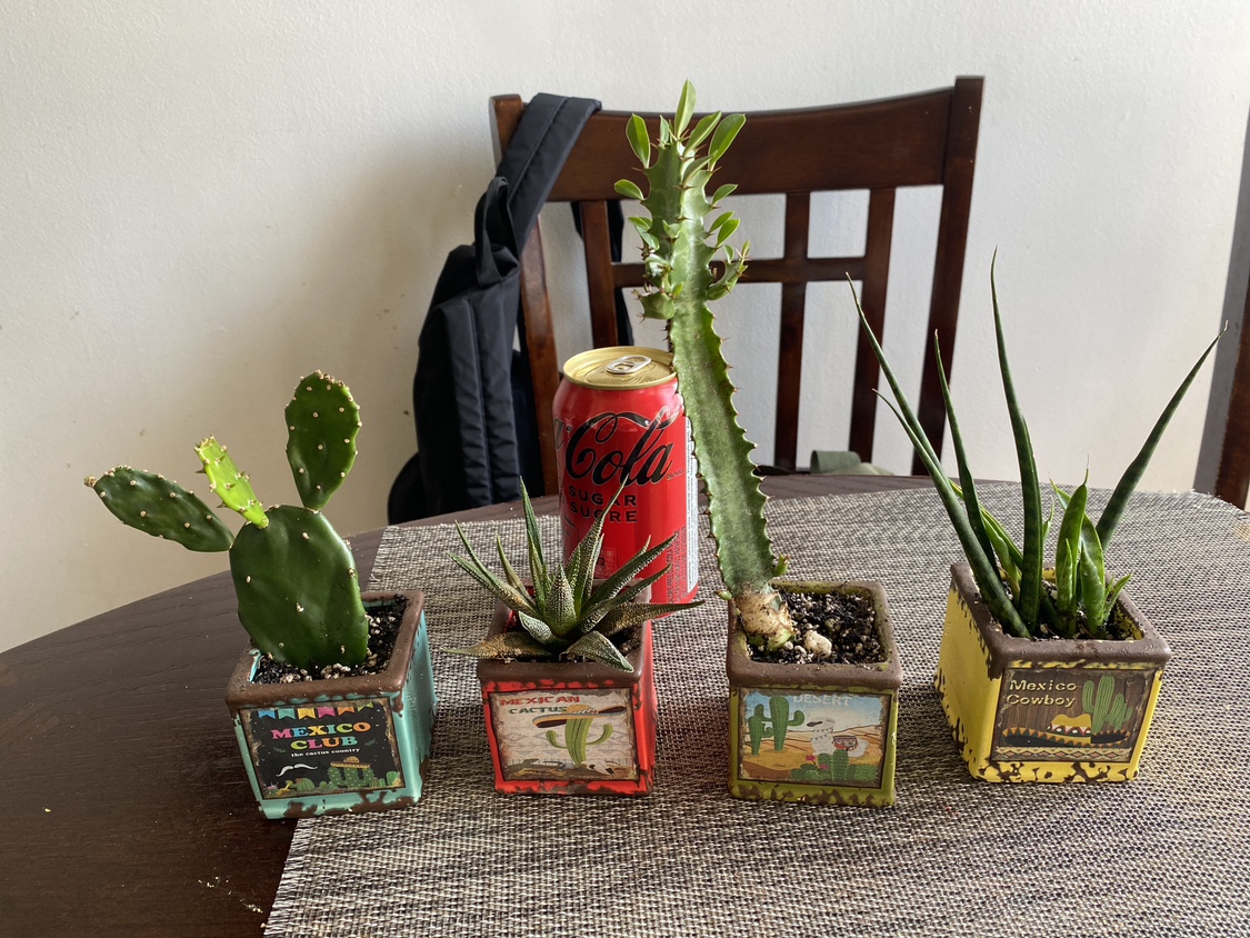 Assorted plants all for 10