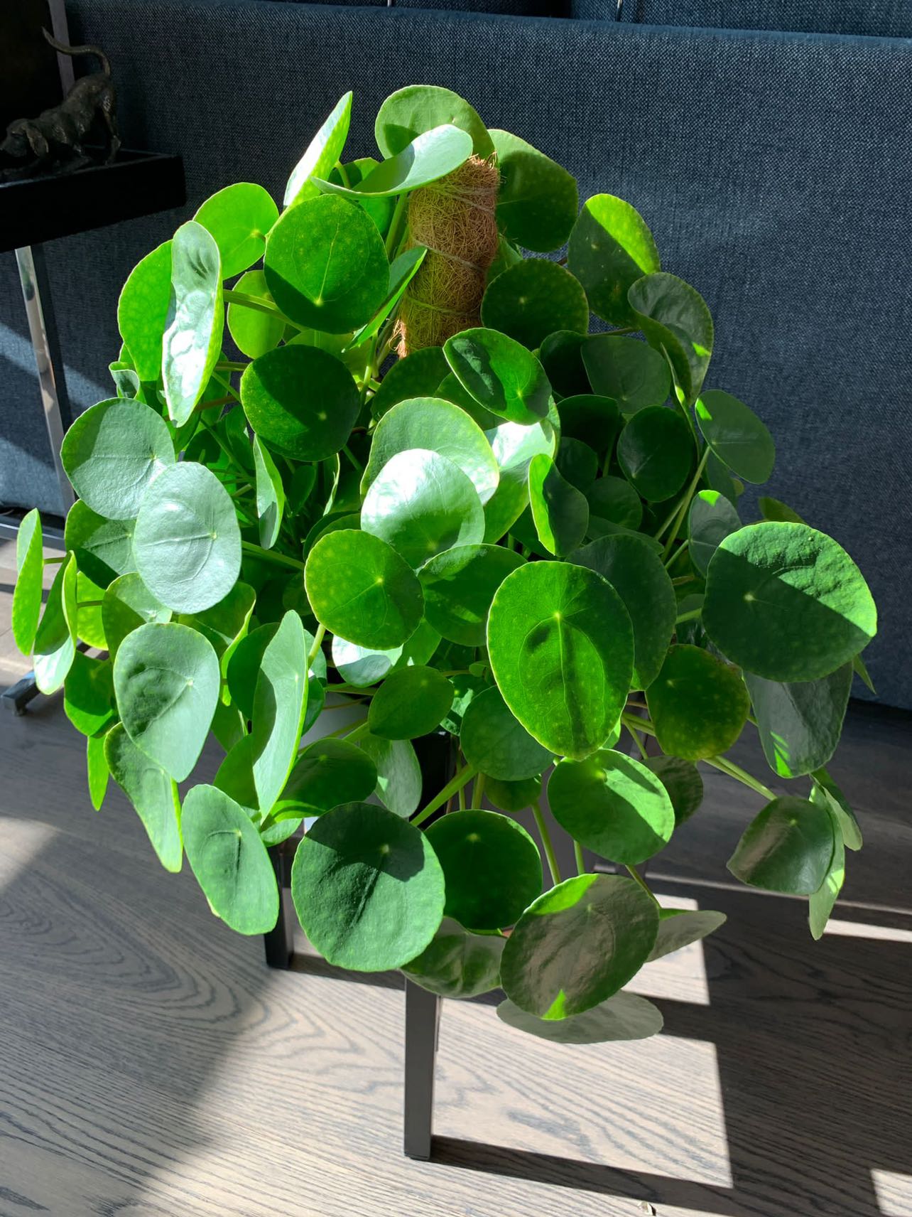 Pilea Money Plant in 10” pot with stand - photo 2