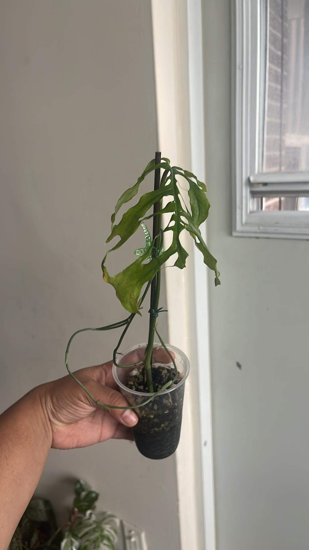 Monstera Obliqua peru thumbnail