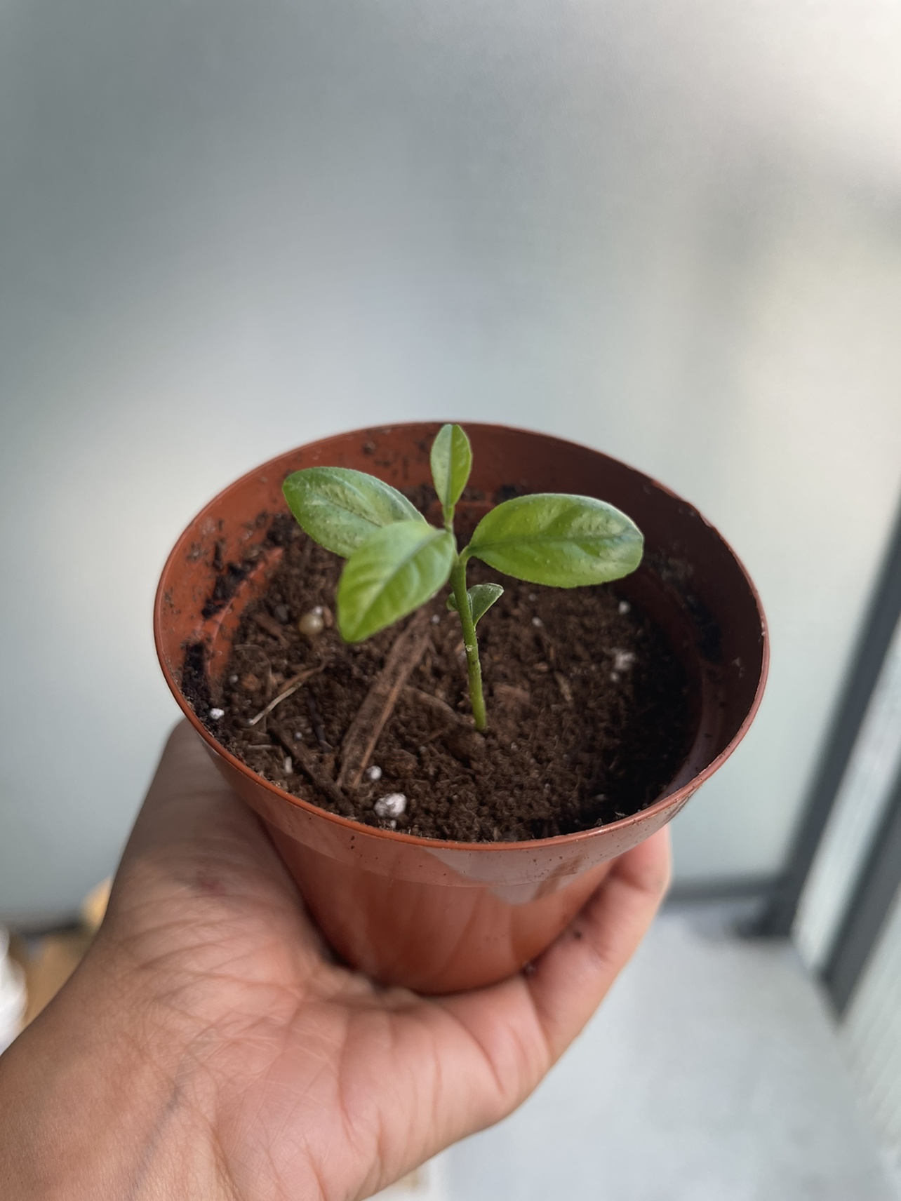 Lemon plant thumbnail