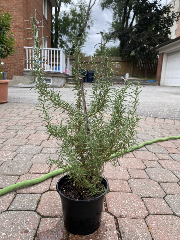 Rosemary Tree - photo 2