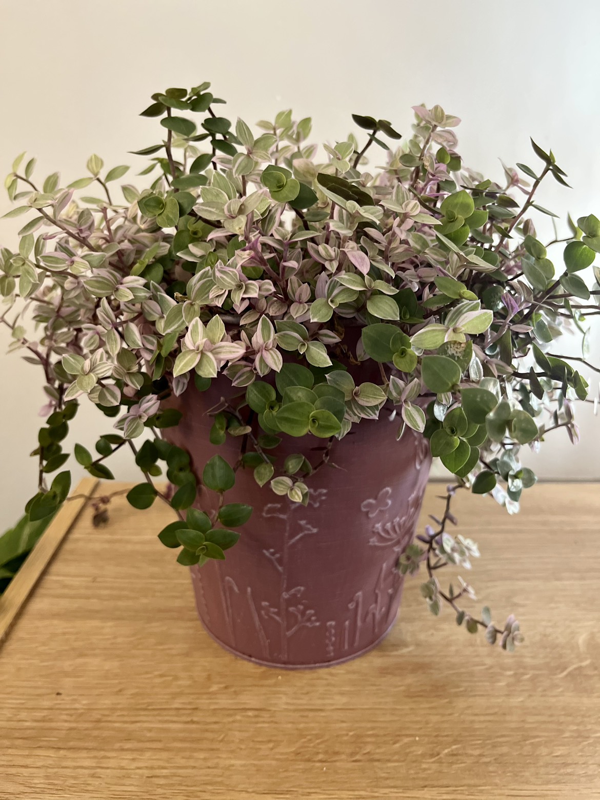 Lush Large Pink and Green Plant thumbnail