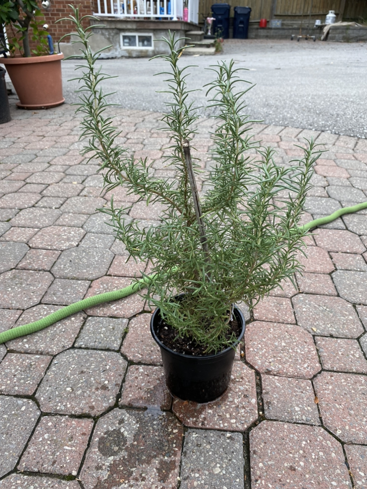 Rosemary Tree