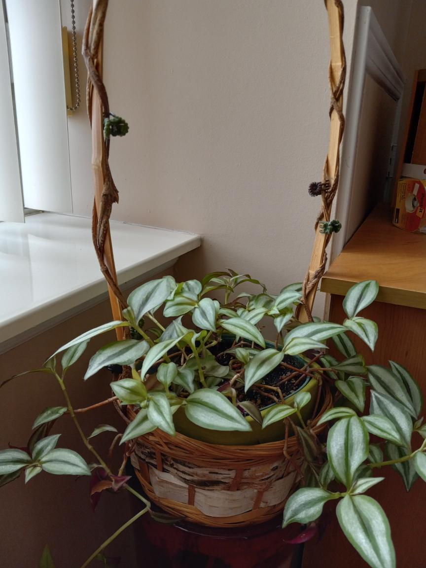 Wandering-jewel plant image indicator(2)