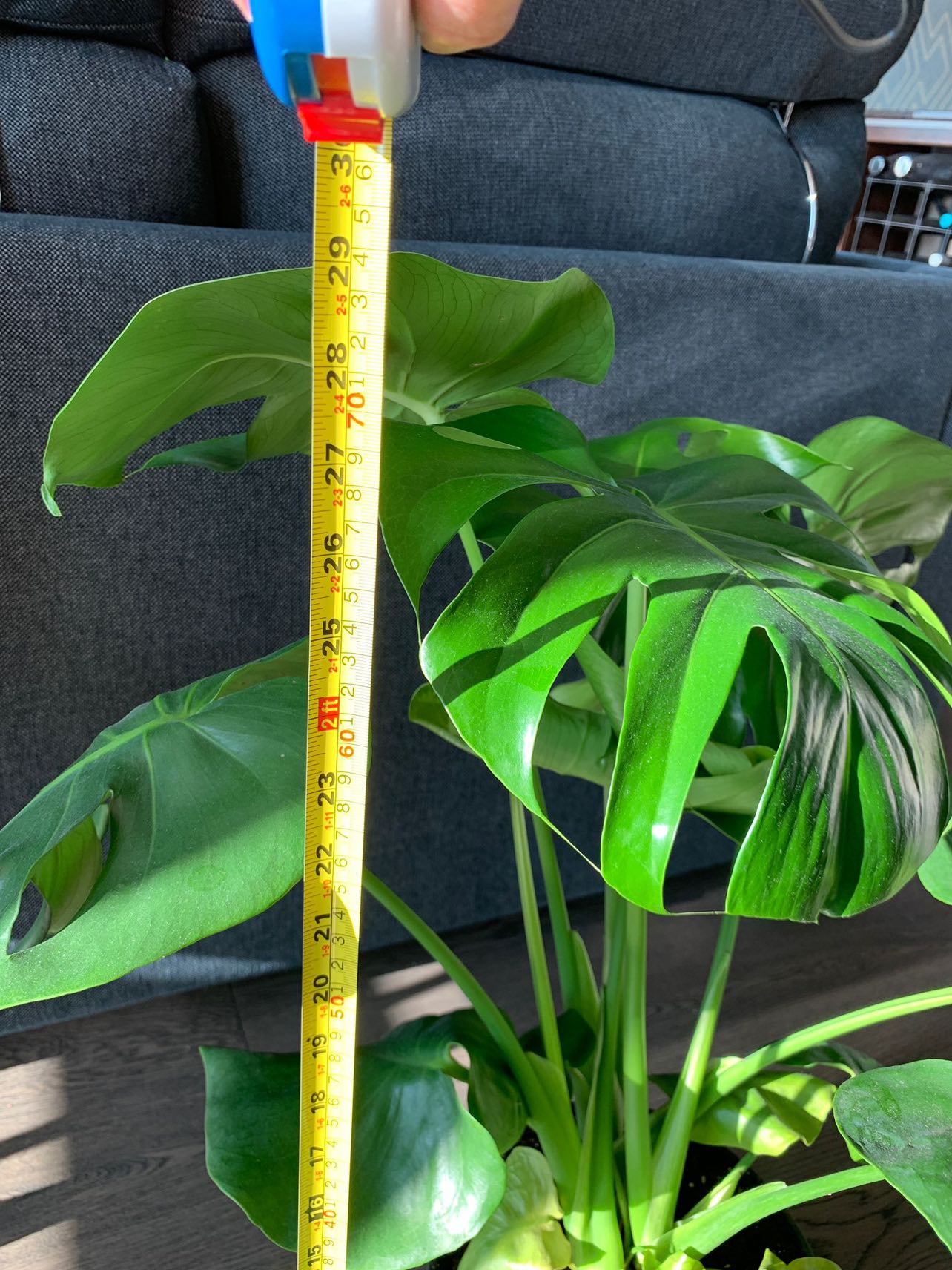 Monstera plant - photo 4