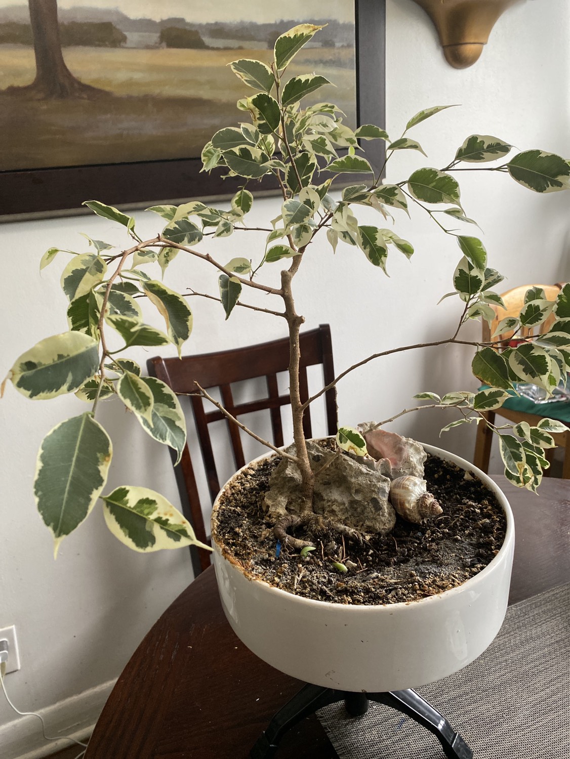 Ficus white - photo 3