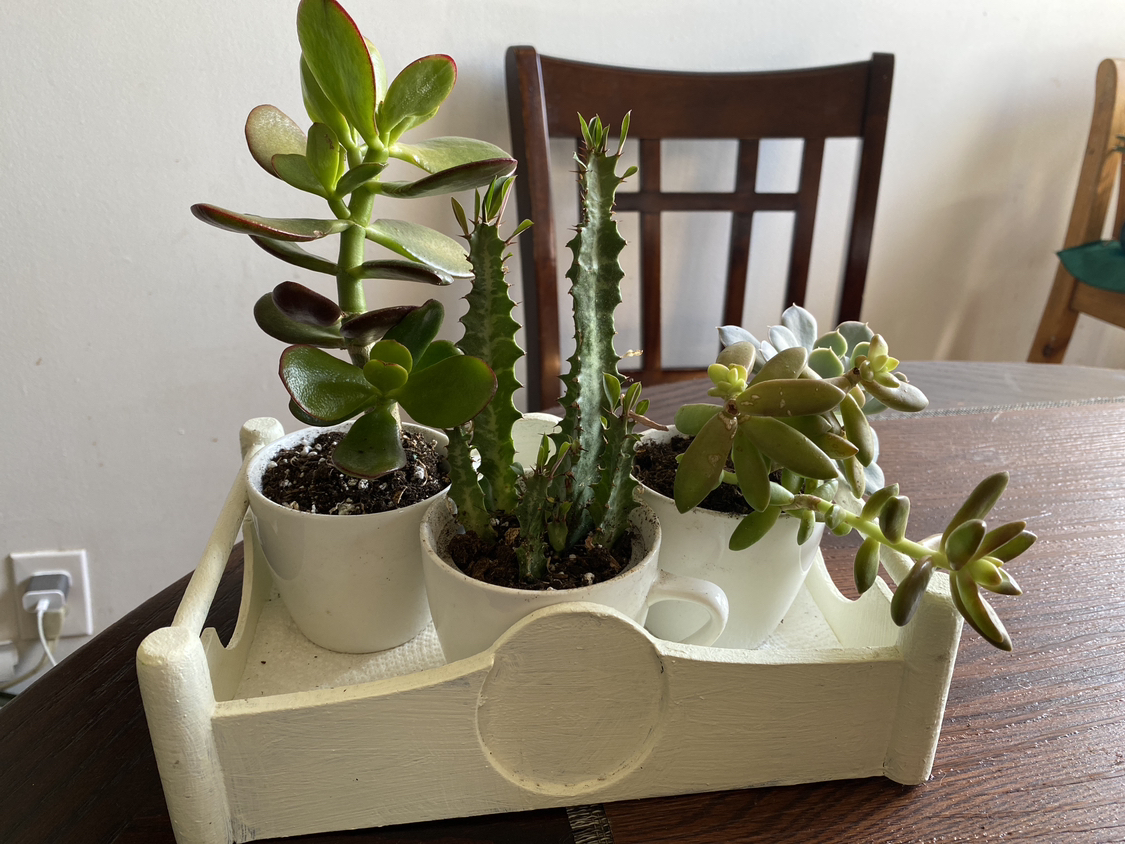 Plants  10$