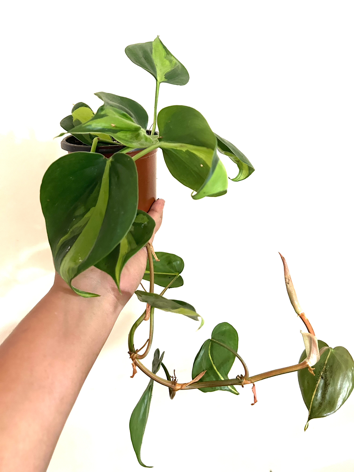 House Plant Bundle (5 plants for $20) thumbnail