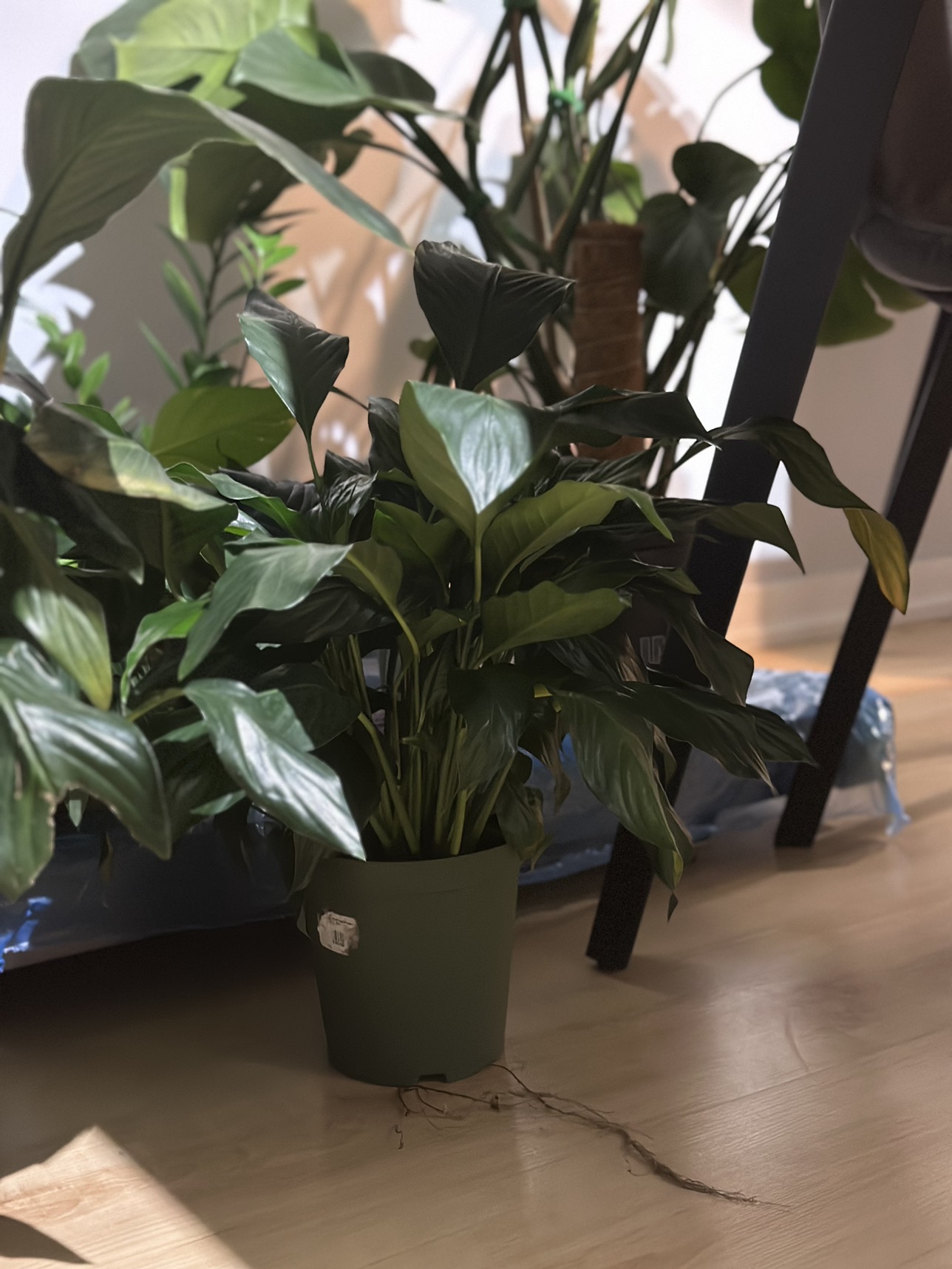 3 pots of Peace Lily image indicator(3)
