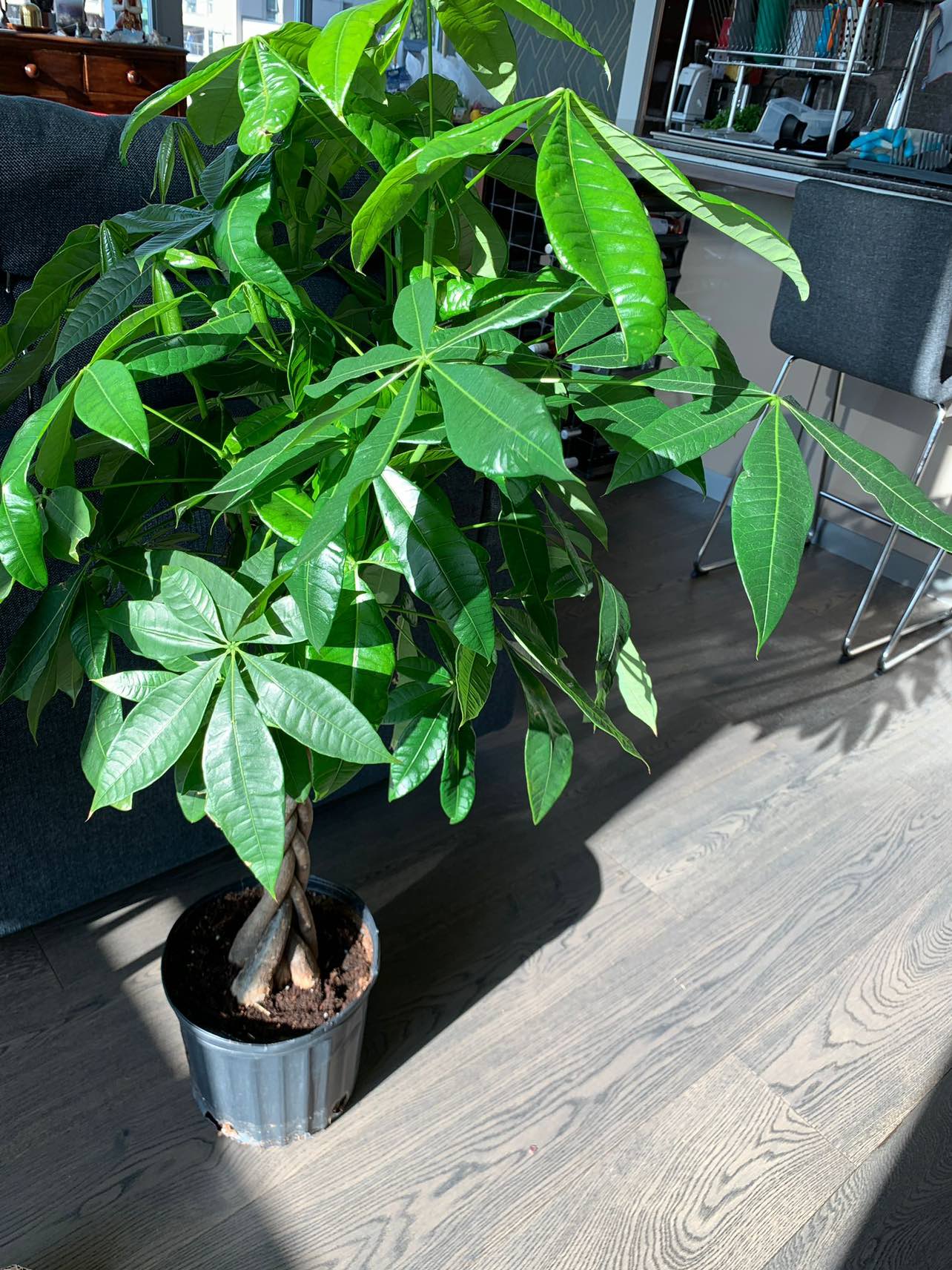 Money tree in 10” plastic pot