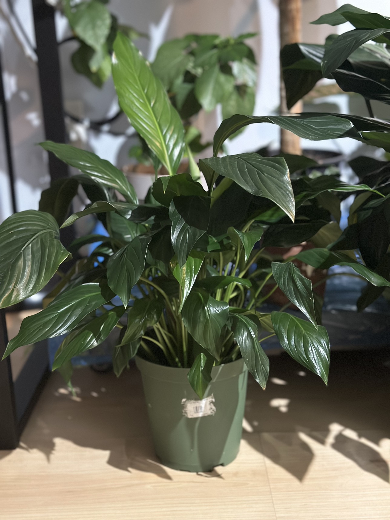 3 pots of Peace Lily image indicator(2)