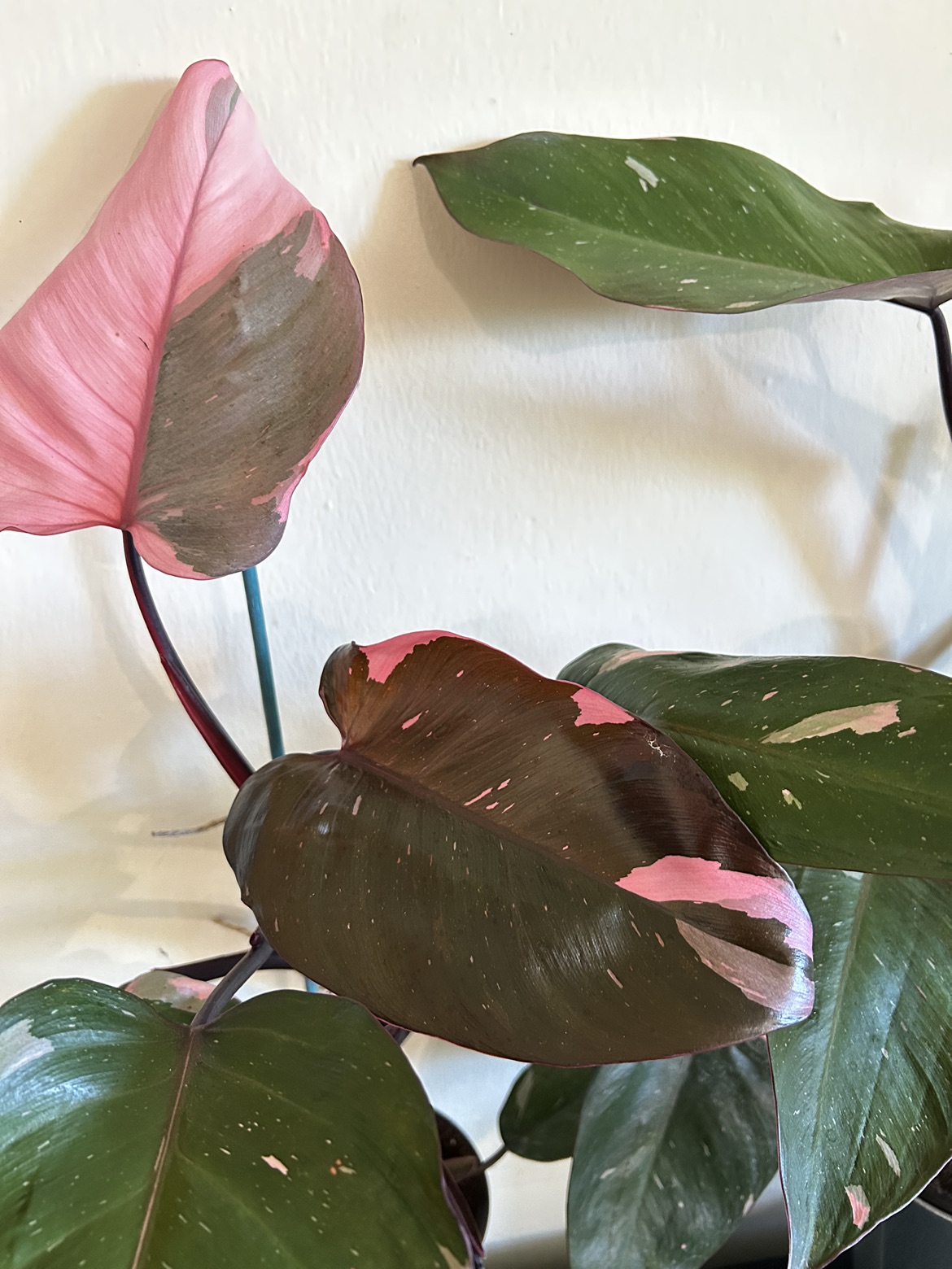 Rare Philodendron Pink Princess (Nearly 2 ft Tall) thumbnail